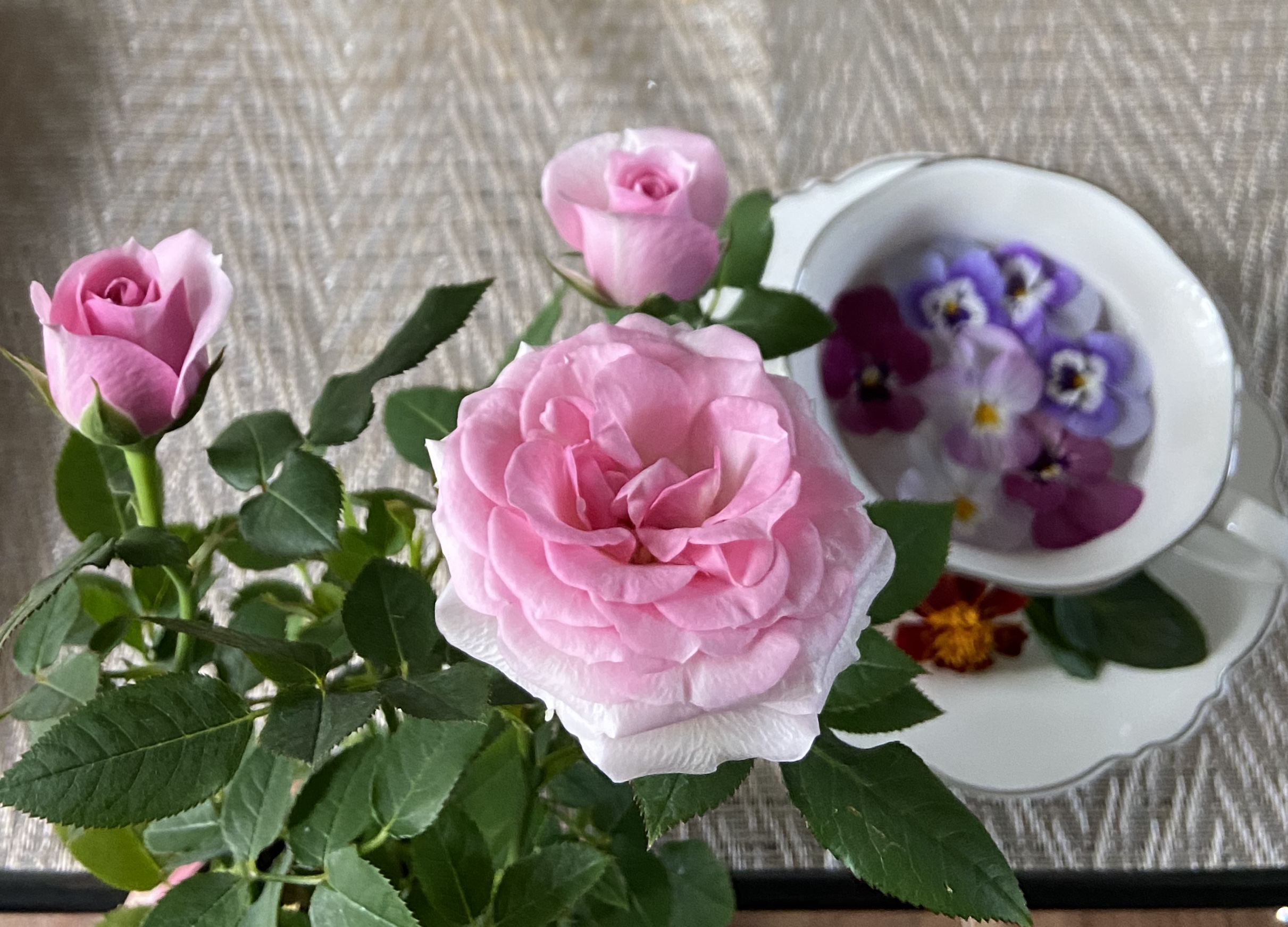 ベランダで育つバラ選びのポイント5つ 厳しい環境でも咲くバラの条件 アミローズのベランダバラガーデンブログ