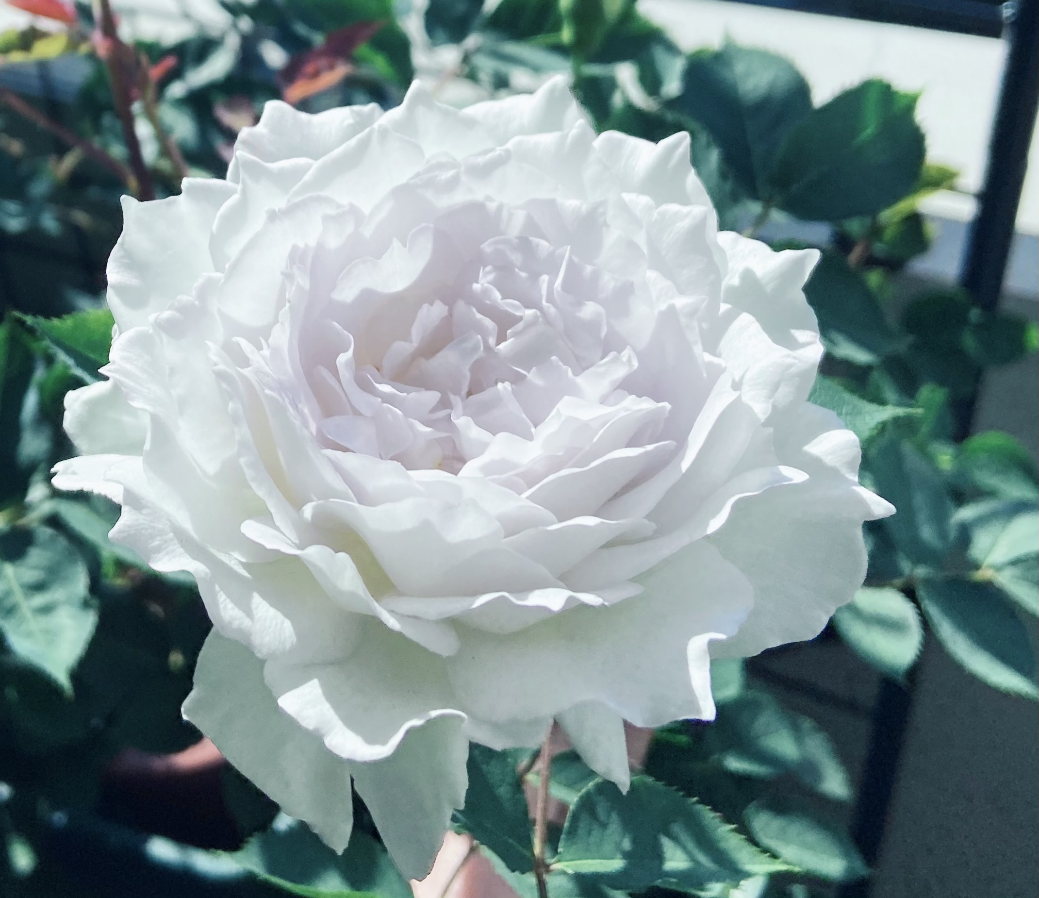 初めまして ベランダでバラを育てています アミローズのベランダバラガーデンブログ