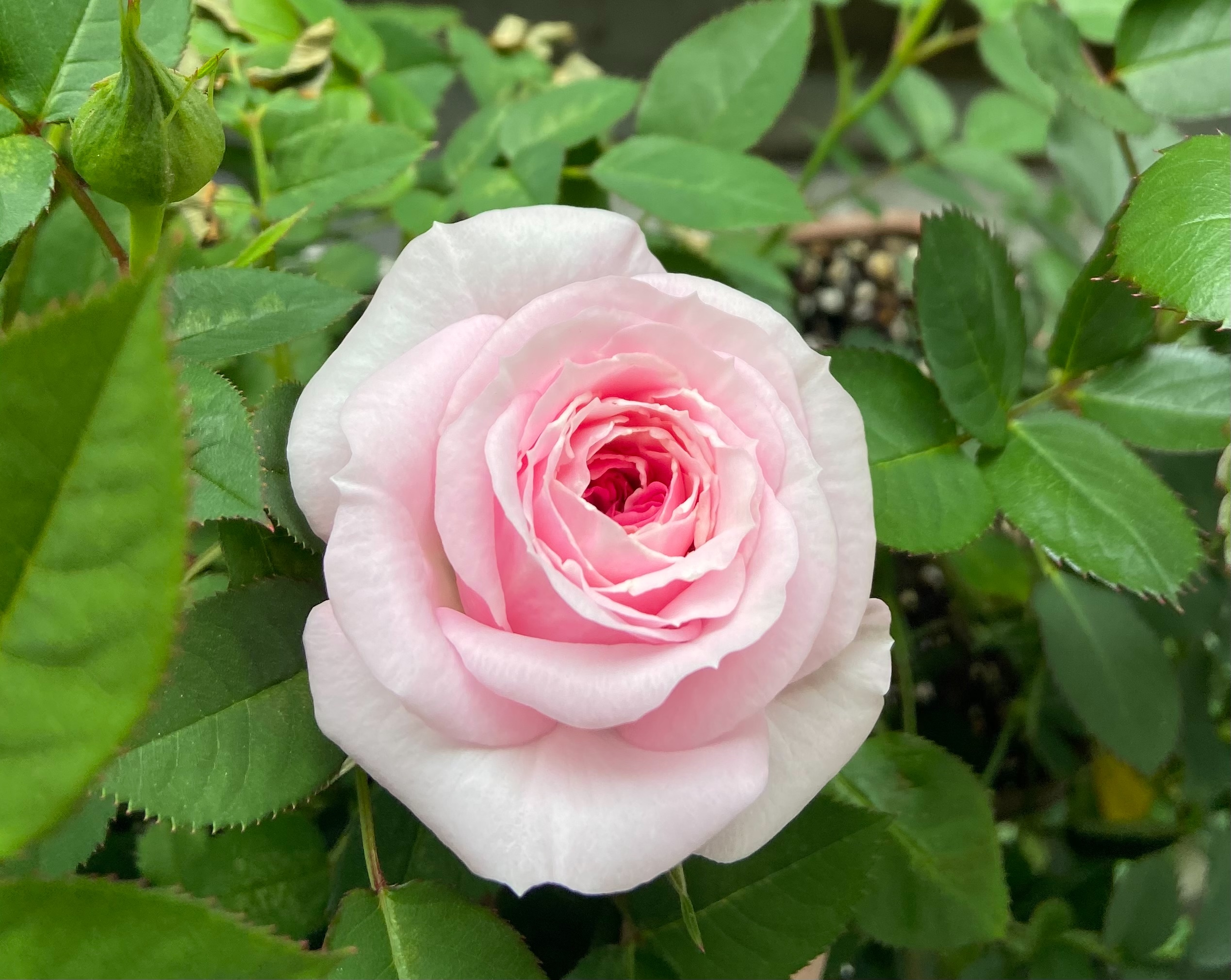 ミニバラの育て方 絶対やっちゃいけないこととお花を咲かせるコツ アミローズのベランダバラガーデンブログ
